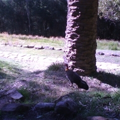 Alectura lathami at Morning Bay, NSW - 19 Aug 2009 02:31 PM