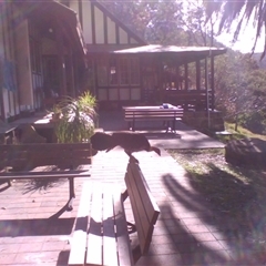 Alectura lathami at Morning Bay, NSW - 19 Aug 2009 02:31 PM