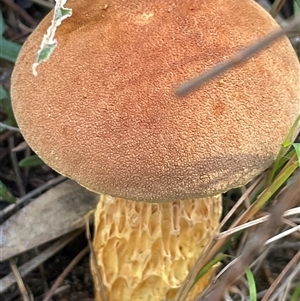 Austroboletus sp. at Ulladulla, NSW - Today by Clarel