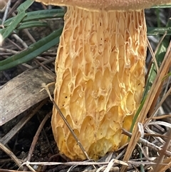 Austroboletus sp. at Ulladulla, NSW - 20 May 2025 12:55 PM