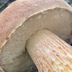 Austroboletus sp. at Ulladulla, NSW - 20 May 2025 12:55 PM