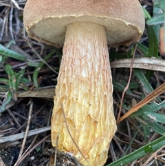 Austroboletus sp. at Ulladulla, NSW - 20 May 2025 12:55 PM