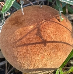 Austroboletus sp. at Ulladulla, NSW - 20 May 2025 12:55 PM