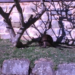 Wallabia bicolor at Morning Bay, NSW - 25 Aug 2009 08:29 AM
