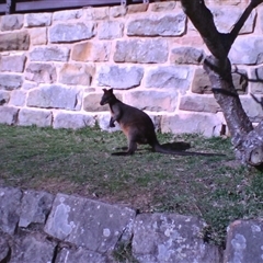 Wallabia bicolor at Morning Bay, NSW - 25 Aug 2009 08:29 AM