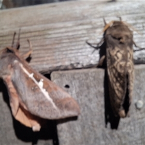 Unverified Moth (Lepidoptera) by Dron