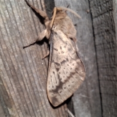 Unverified Moth (Lepidoptera) by Dron