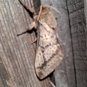 Unverified Moth (Lepidoptera) by Dron