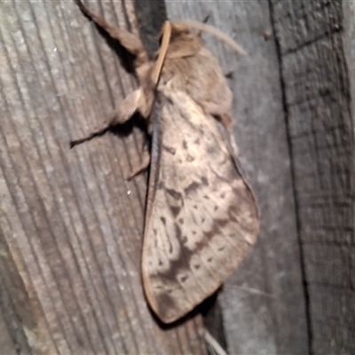 Unverified Moth (Lepidoptera) by Dron