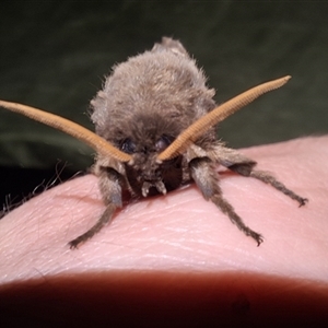 Oxycanus antipoda by Dron