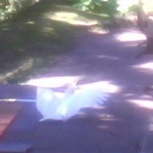 Cacatua galerita at Morning Bay, NSW - 25 Aug 2009 11:23 AM