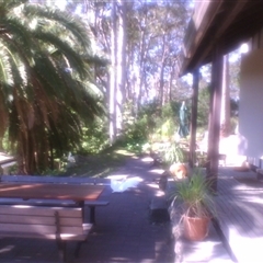 Cacatua galerita at Morning Bay, NSW - 25 Aug 2009 11:23 AM