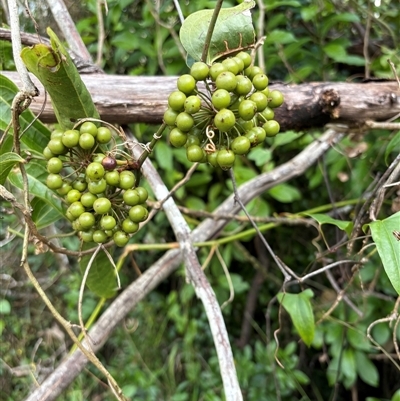 Smilax australis (Barbed-Wire Vine) at Caparra, NSW - 10 May 2025 by maznee