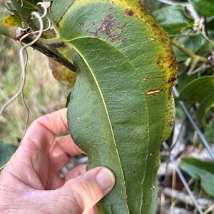 Smilax australis at Caparra, NSW - 10 May 2025 02:03 PM