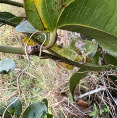 Smilax australis at Caparra, NSW - 10 May 2025 02:03 PM