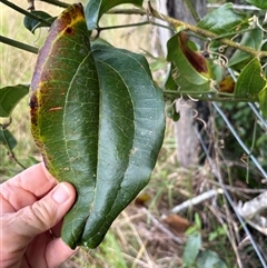 Smilax australis at Caparra, NSW - 10 May 2025 02:03 PM