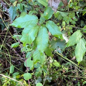 Rubus nebulosus (A Native Raspberry) at Caparra, NSW - 10 May 2025 by maznee