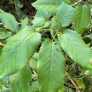 Rubus nebulosus at Caparra, NSW - 10 May 2025 01:56 PM