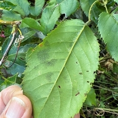 Rubus nebulosus at Caparra, NSW - 10 May 2025 01:56 PM