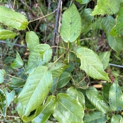 Rubus nebulosus at Caparra, NSW - 10 May 2025 01:56 PM