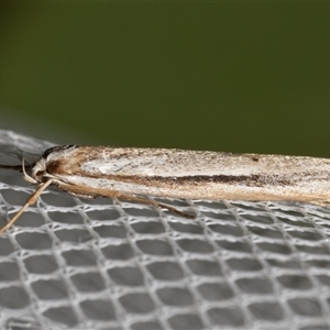 Philobota (genus) by DianneClarke