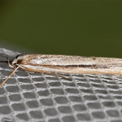 Palimmeces pseudomorpha by DianneClarke