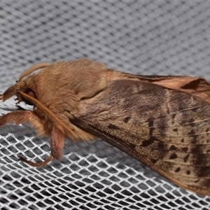 Oxycanus (genus) by DianneClarke