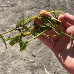 Potamogeton crispus (Curly Pondweed) at Loxton, SA - 2 May 2025 by Rutidosus