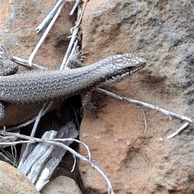 Egernia striolata (Tree Skink) at Ballyroe, NSW - 27 Feb 2025 by TwoRivers