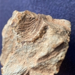 Brachiopoda (phylum) fossil (A brachiopod fossil) at Watson, ACT - 19 May 2025 by waltraud
