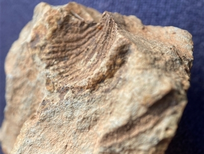 Bivalvia (class) fossil (A bivalve fossil shell) by waltraud
