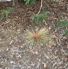 Nassella trichotoma (Serrated Tussock) at Watson, ACT - Yesterday by waltraud