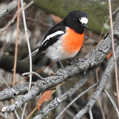 Petroica boodang (Scarlet Robin) at Kambah, ACT - 20 May 2025 by LineMarie