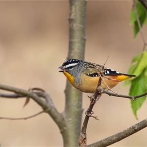 Pardalotus punctatus at Kambah, ACT - Yesterday by LineMarie