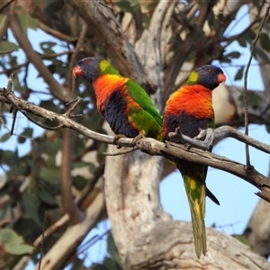 Trichoglossus moluccanus at Kambah, ACT - Yesterday by LineMarie