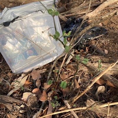 Solanum nigrum (Black Nightshade) at Watson, ACT - Yesterday by waltraud