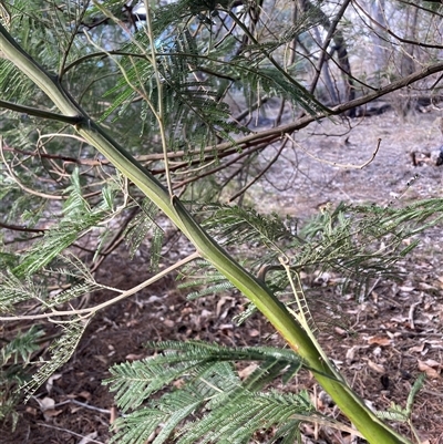Acacia mearnsii (Black Wattle) at Watson, ACT - Yesterday by waltraud