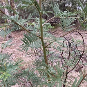 Acacia decurrens at Watson, ACT - Yesterday by waltraud