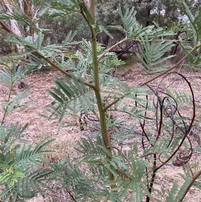 Acacia parramattensis (Parramatta Green Wattle) at Watson, ACT - Yesterday by waltraud