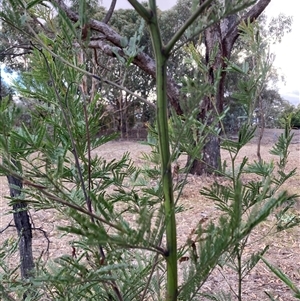 Acacia decurrens at Watson, ACT - Yesterday by waltraud