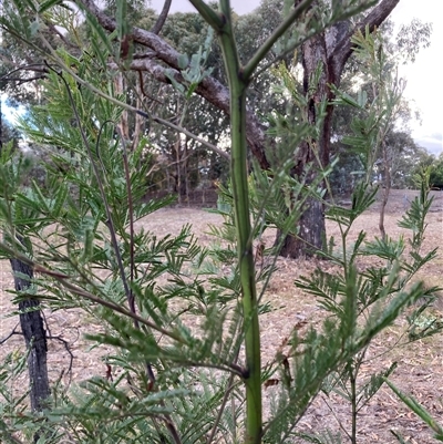 Acacia parramattensis (Parramatta Green Wattle) at Watson, ACT - Yesterday by waltraud