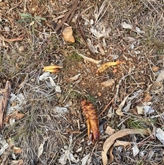 Hepialidae (family) IMMATURE (Unidentified IMMATURE Swift or Ghost Moth) at Watson, ACT - Yesterday by waltraud