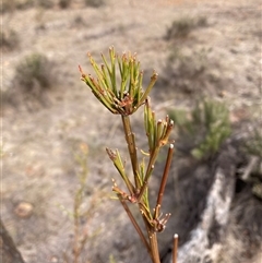 Exocarpos cupressiformis (Cherry Ballart) at Watson, ACT - Yesterday by waltraud