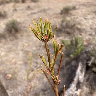 Exocarpos cupressiformis (Cherry Ballart) at Watson, ACT - Yesterday by waltraud