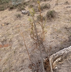 Exocarpos cupressiformis at Watson, ACT - 20 May 2025 03:15 PM