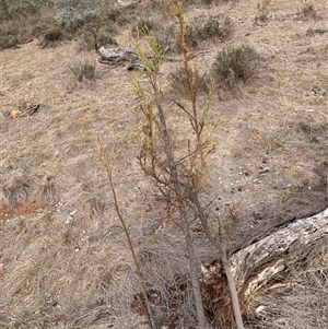 Exocarpos cupressiformis at Watson, ACT - 20 May 2025 03:15 PM