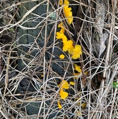 Unverified Slime Mould at Broke, NSW - Yesterday by RoyP