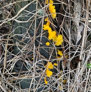 Dacrymyces sp. at Broke, NSW - 20 May 2025 08:50 AM