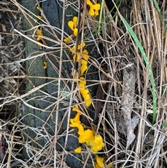 Dacrymyces sp. at Broke, NSW - 20 May 2025 08:50 AM