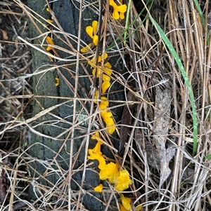 Dacrymyces sp. at Broke, NSW - 20 May 2025 08:50 AM